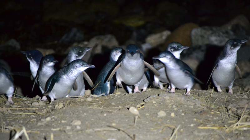 Come and see the world’s smallest penguin, the Little Blue Penguin, at Pilot’s Beach on the scenic Otago Peninsula.